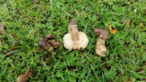 Lyophyllum loricatum