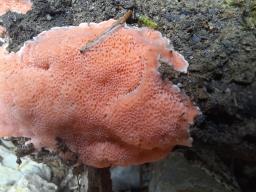 Rhodonia placenta