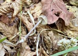 Mycena abramsii