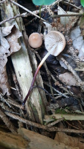 Marasmius cohaerens