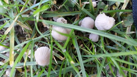 Coprinellus disseminatus