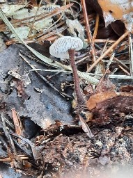 Auriscalpium vulgare