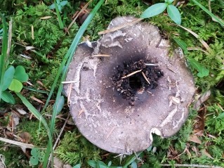 Russula nigricans