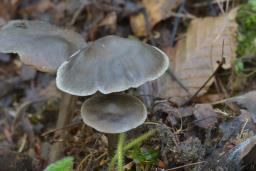 Tephrocybe rancida