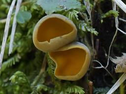 Caloscypha fulgens