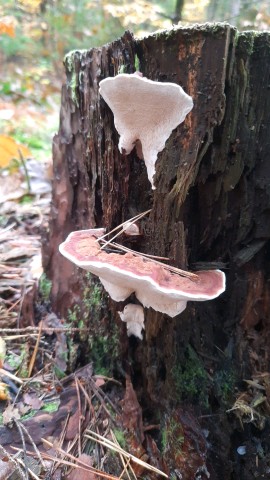 Heterobasidion annosum