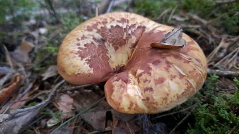 Tapinella atrotomentosa