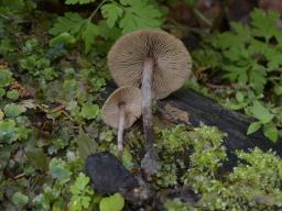Kuehneromyces lignicola