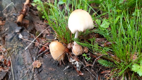 Coprinellus domesticus