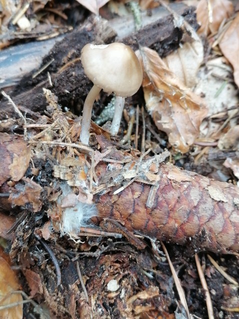Strobilurus esculentus