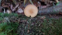 Tricholomopsis ornata