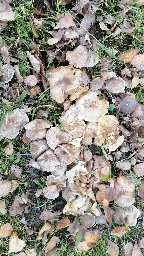 Tricholoma scalpturatum