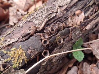 Cyathus striatus