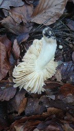Tricholoma portentosum