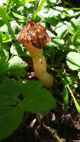 Morchella semilibera