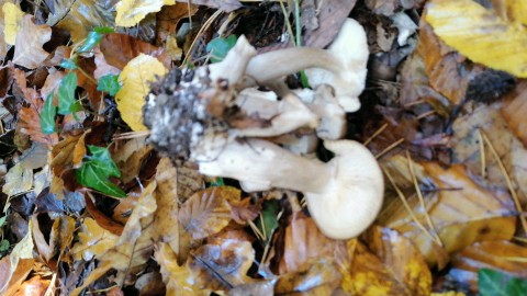 Lyophyllum loricatum