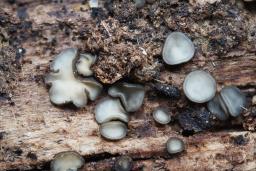 Tapesia lividofusca