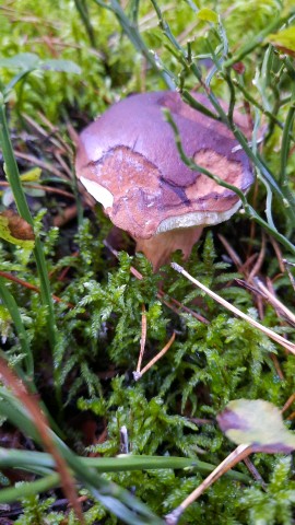 Imleria badia