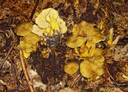 Craterellus tubaeformis