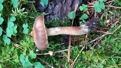 Armillaria ostoyae