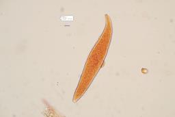 Strobilurus tenacellus