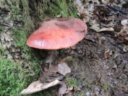 Fistulina hepatica