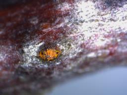 Wuestneia chrysostroma