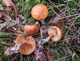 Gymnopilus penetrans