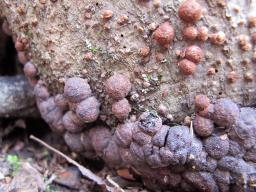 Hypoxylon fragiforme