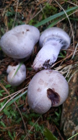 Cortinarius camphoratus