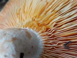 Lactarius deliciosus