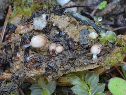 Narcissea cardiaspora