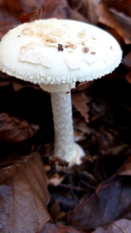 Amanita citrina