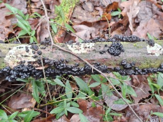 Exidia nigricans