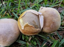 Bovista plumbea