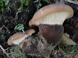Tapinella atrotomentosa