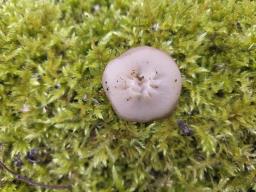 Discina ancilis