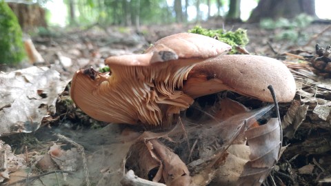 Tapinella atrotomentosa