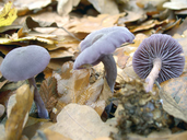 Laccaria amethystina