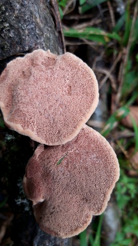 Hapalopilus nidulans
