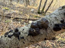 Exidia nigricans