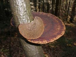 Daedaleopsis confragosa