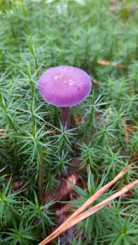 Laccaria amethystina