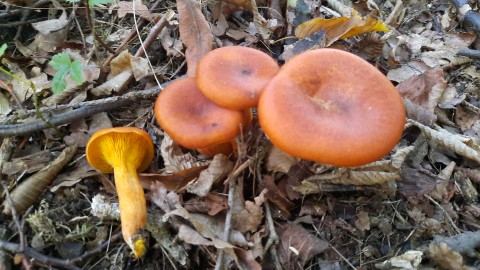 Omphalotus olearius
