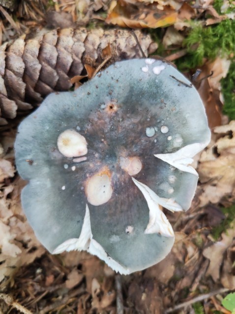 Russula cyanoxantha
