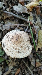 Echinoderma asperum