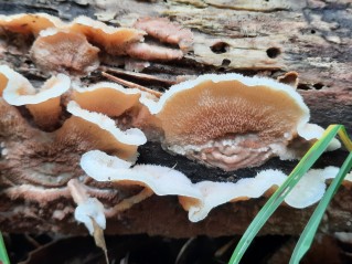 Phlebia tremellosa