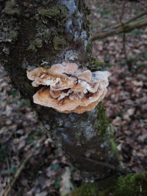 Trametes hirsuta