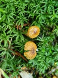 Galerina nana