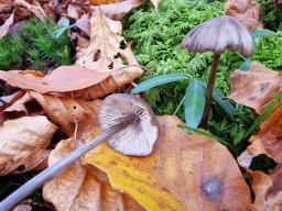 Entoloma hirtipes